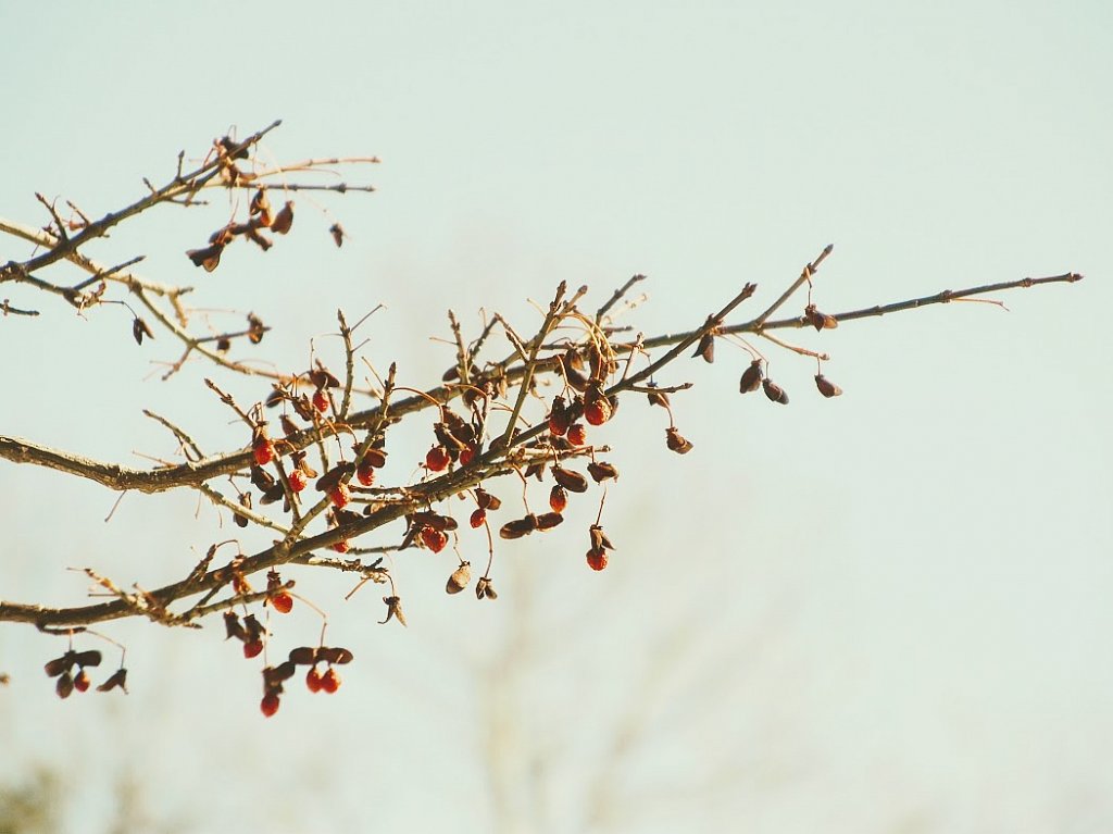 Wintery Scene