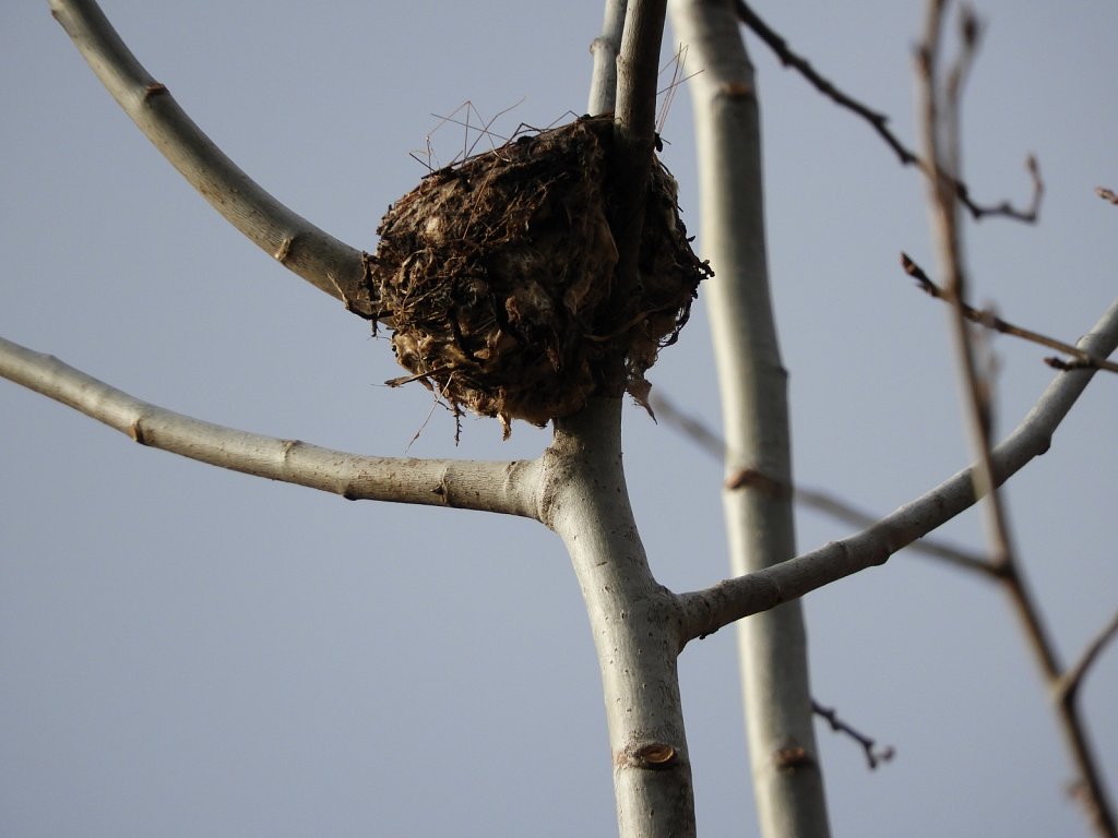 Hummingbird Nest