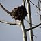 Hummingbird Nest