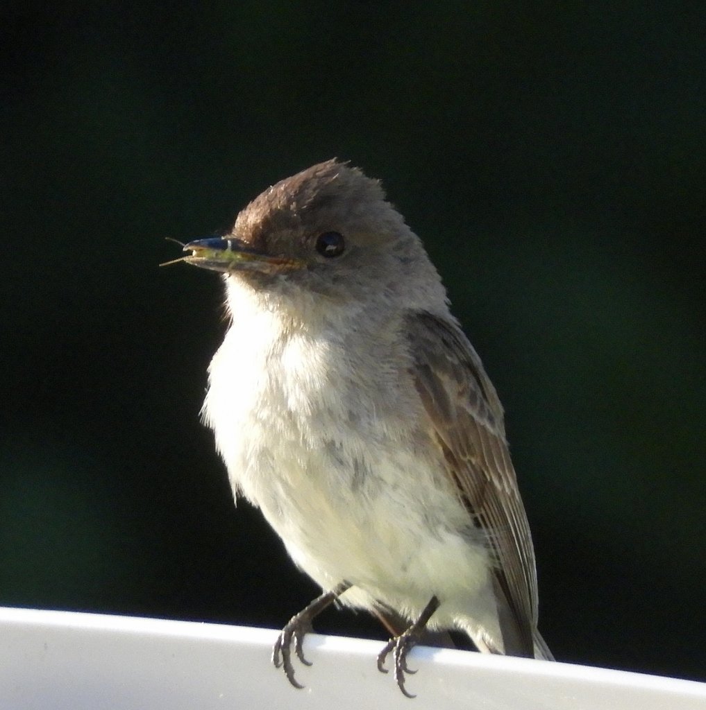 Eastern Phoebe #1