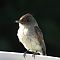 Eastern Phoebe #1