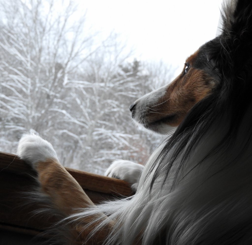 Snowy Evening