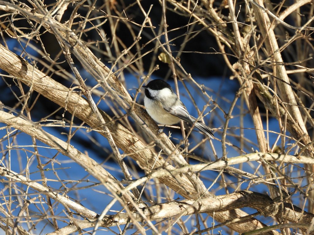 Chickadee #2