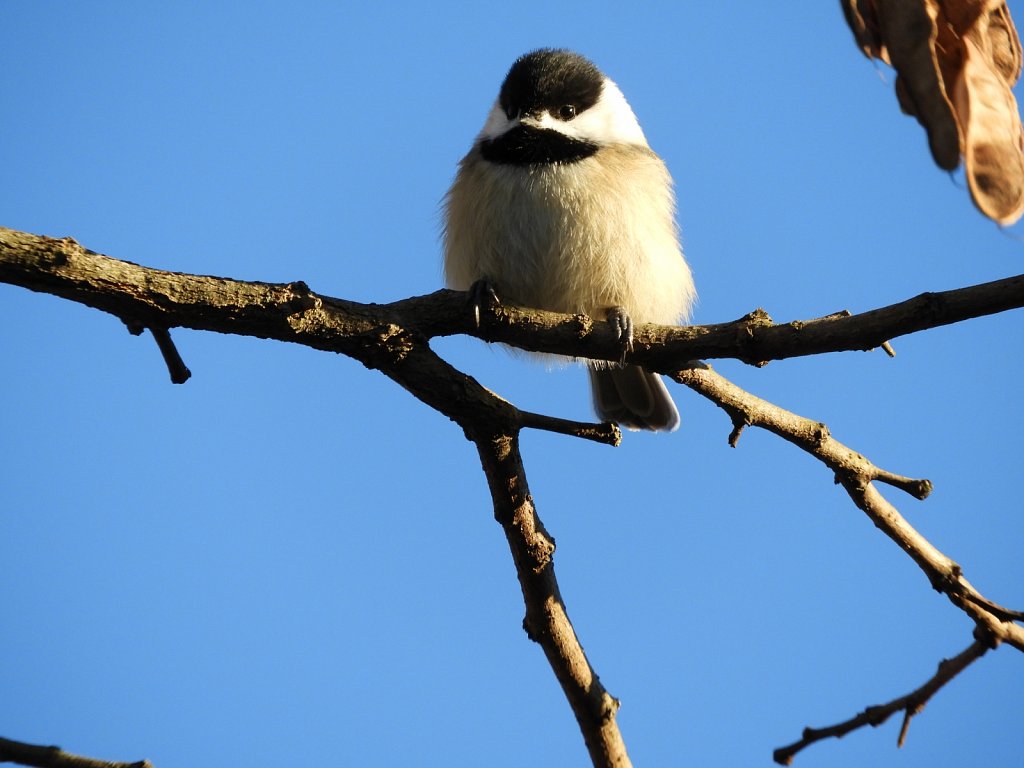 Black Capped Chickadee #2