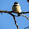 Black Capped Chickadee #2