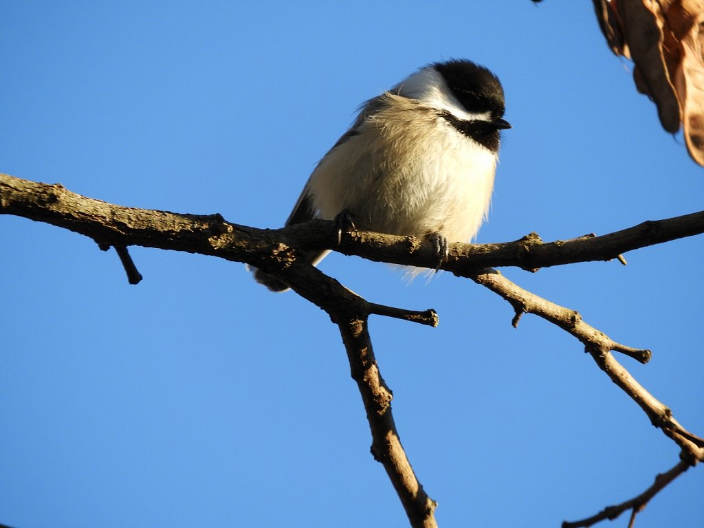 Chickadee #3