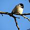 Chickadee #3