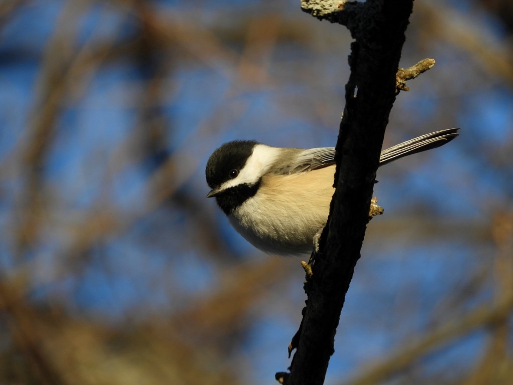 Chickadee #4