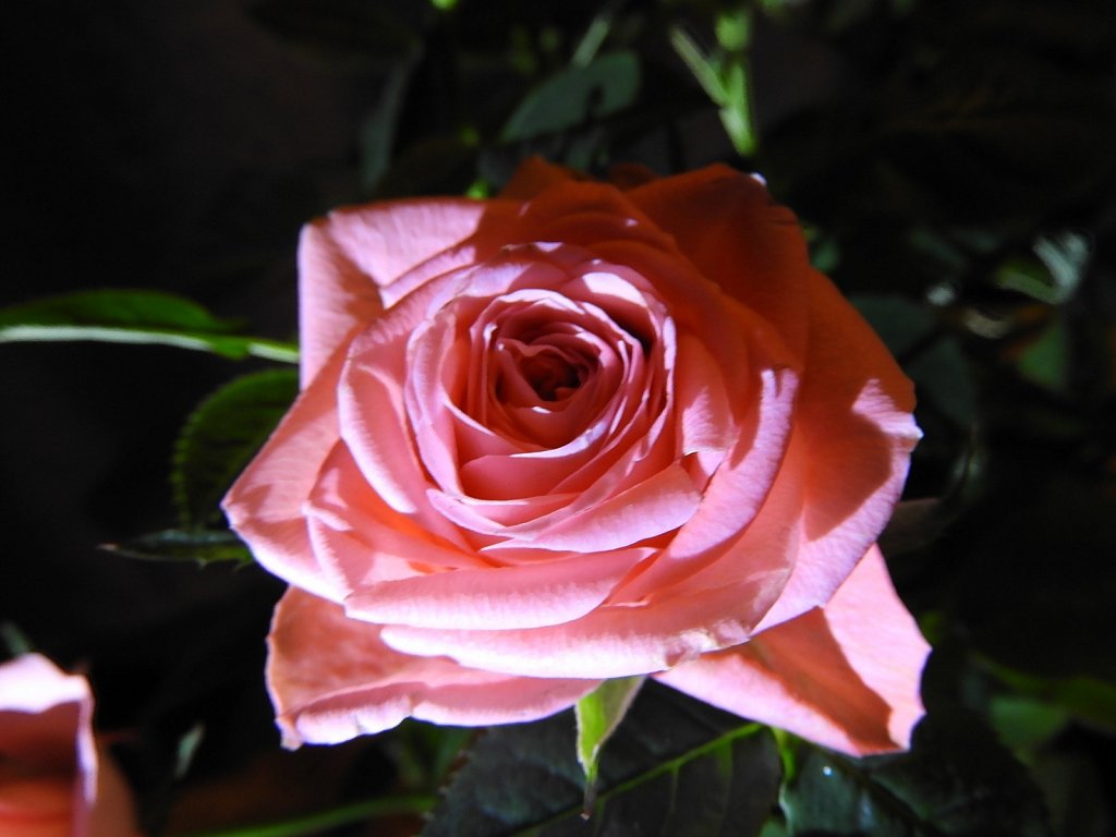 Rose #2