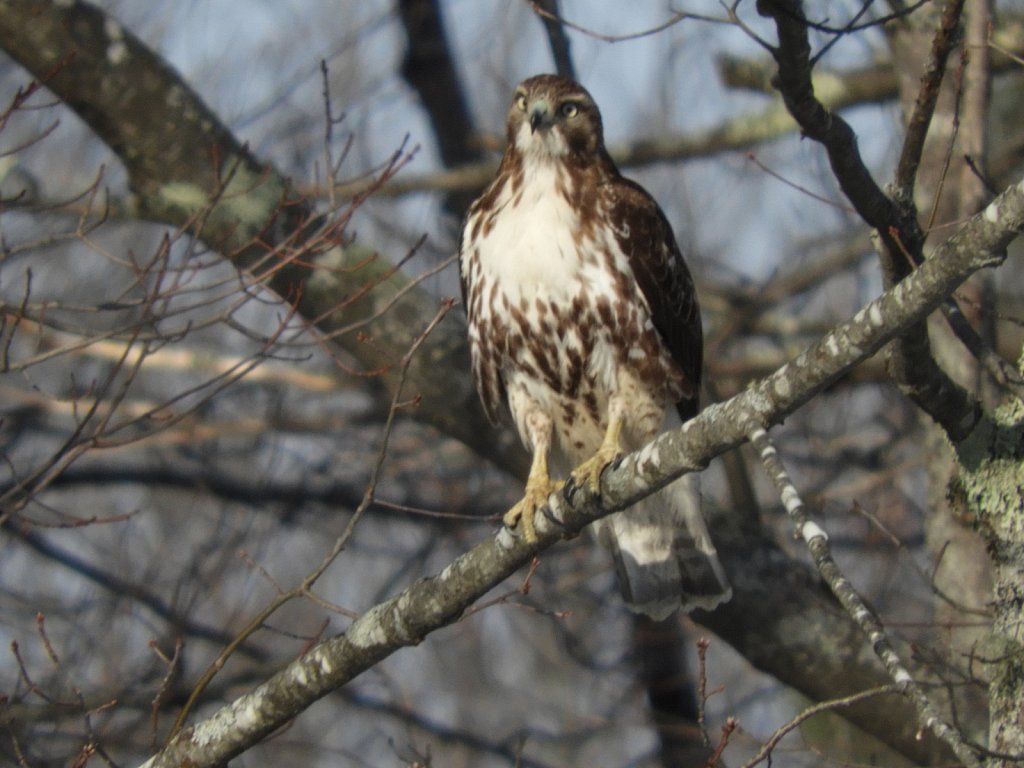 Red Shouldered Hawk