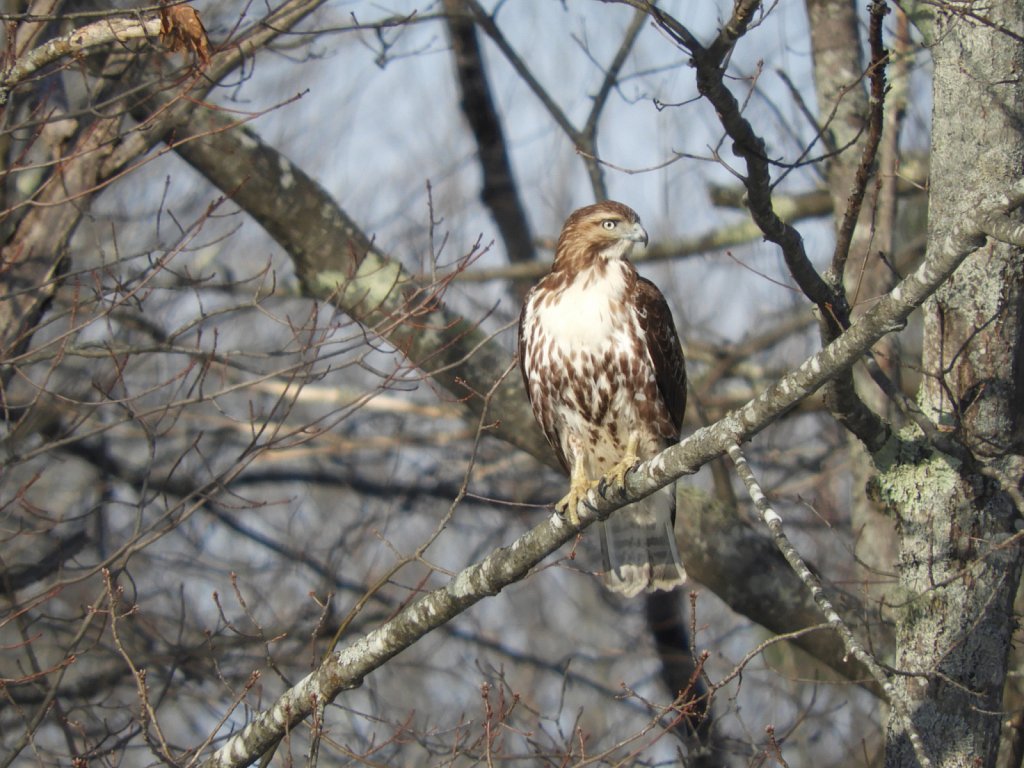 Red Shouldered Hawk