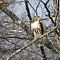 Red Shouldered Hawk