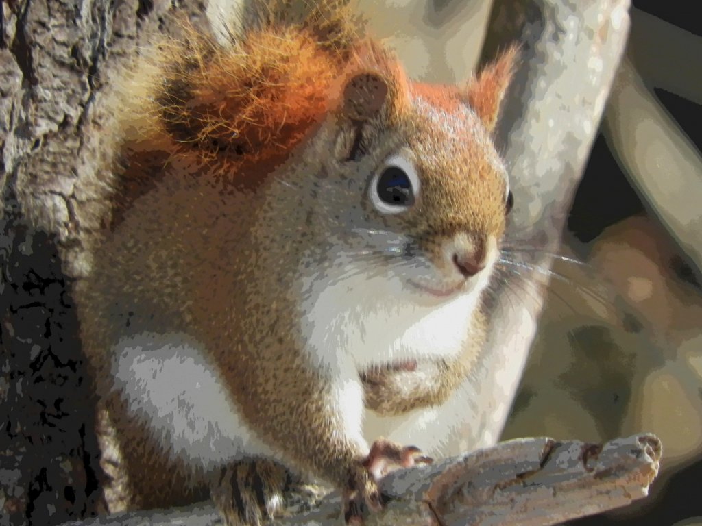 Red Squirrel