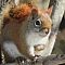 Red Squirrel