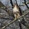Red Shouldered Hawk