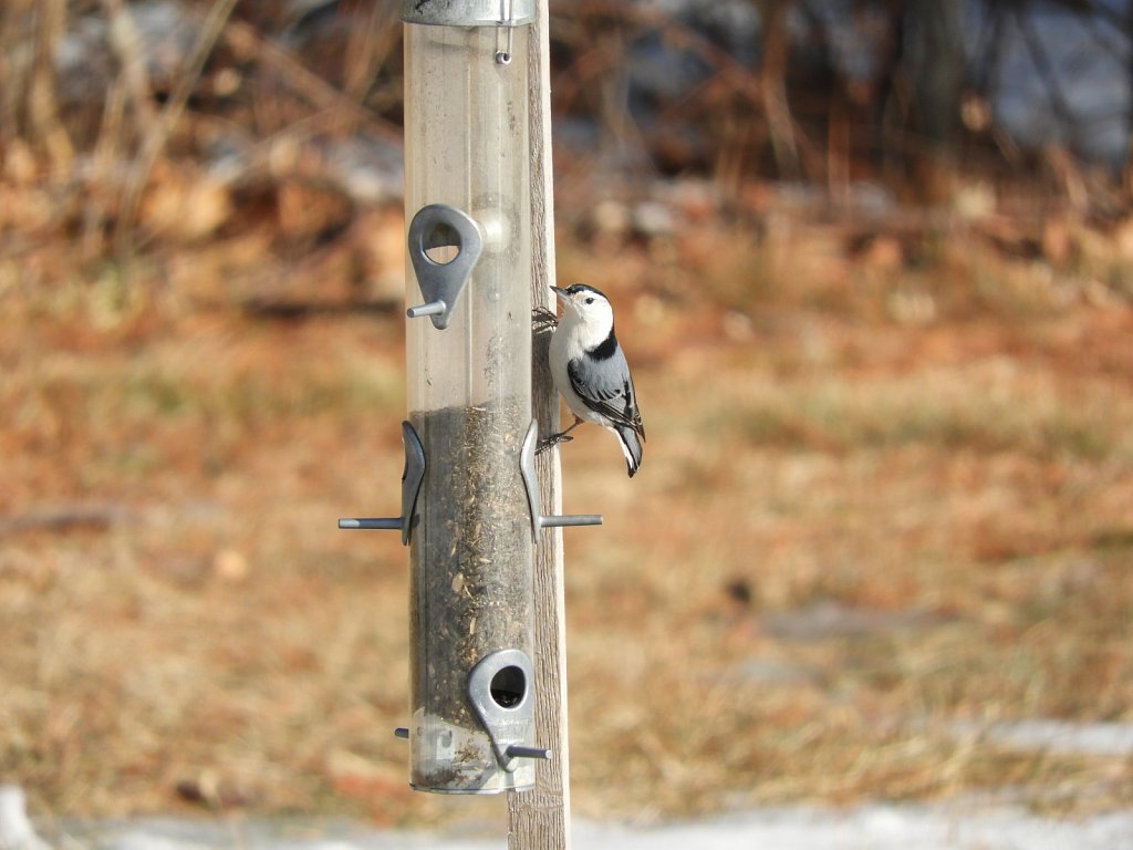 White Breasted Nuthatch