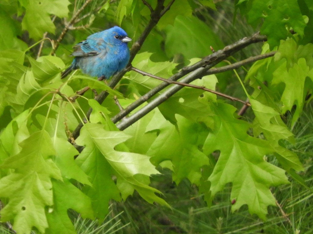 Indigo Bunting