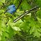 Indigo Bunting