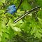 Indigo Bunting