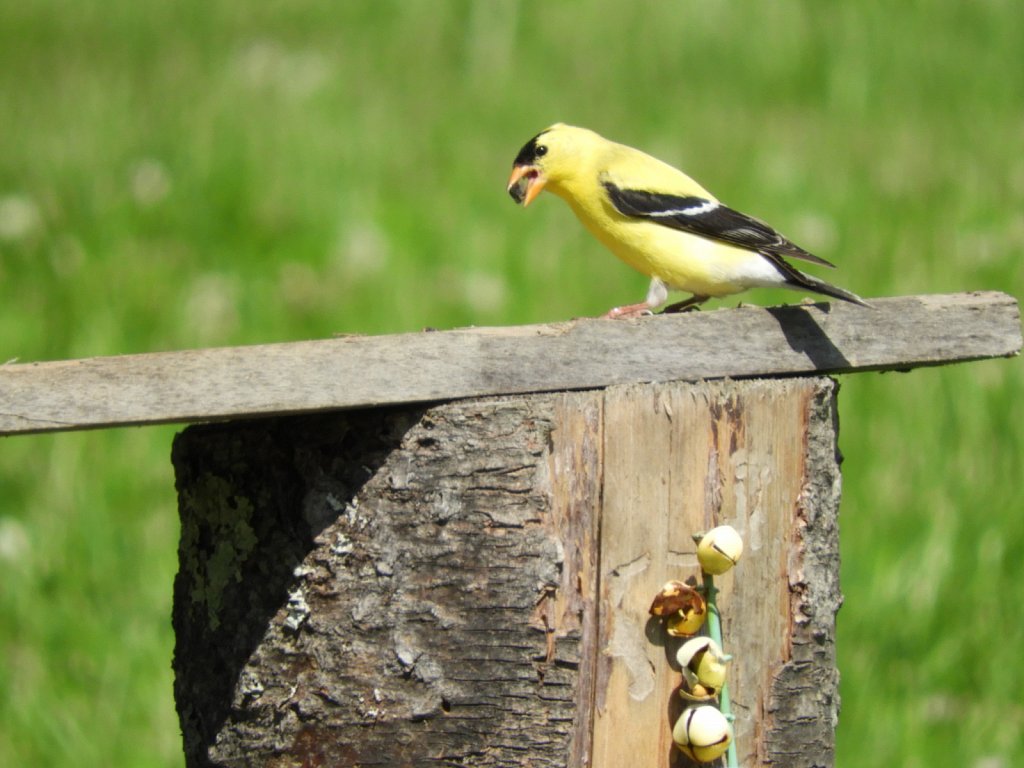 Gold Finch