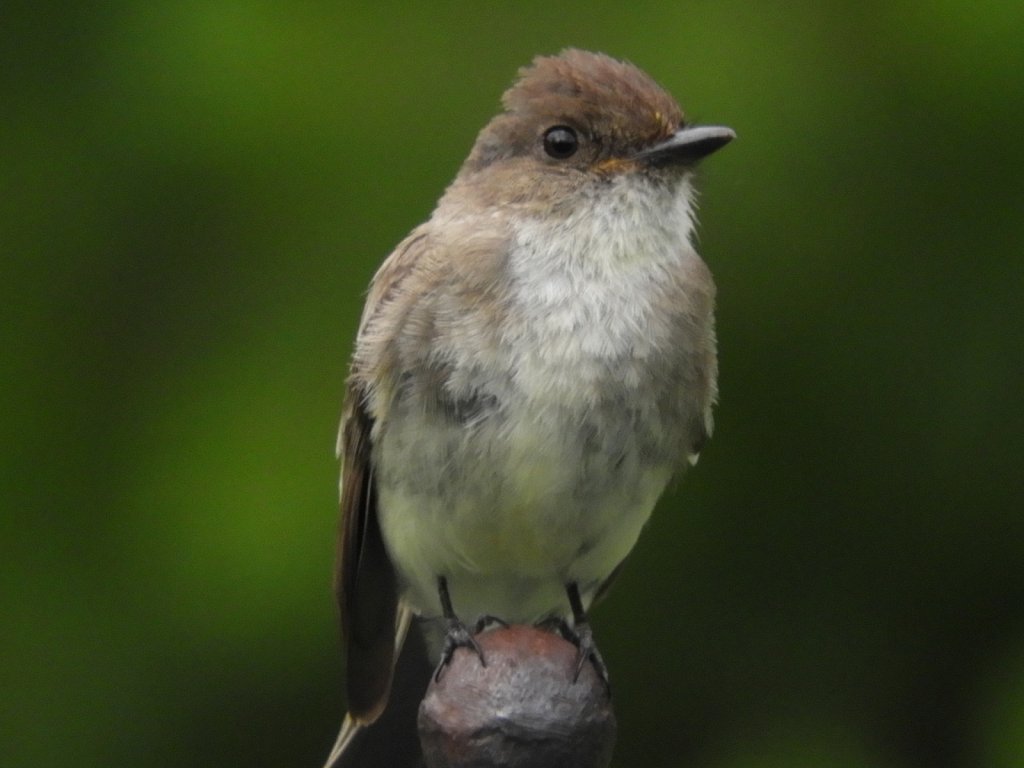 Eastern Phoebe #2