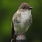 Eastern Phoebe #2