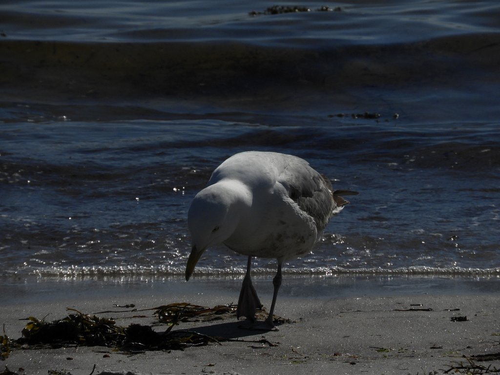 Seagull