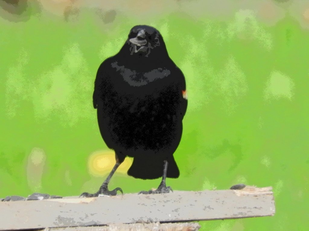 Red Winged Blackbird