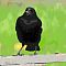 Red Winged Blackbird