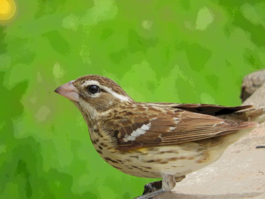 Female Rose Breasted Grosbeak