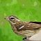 Female Rose Breasted Grosbeak