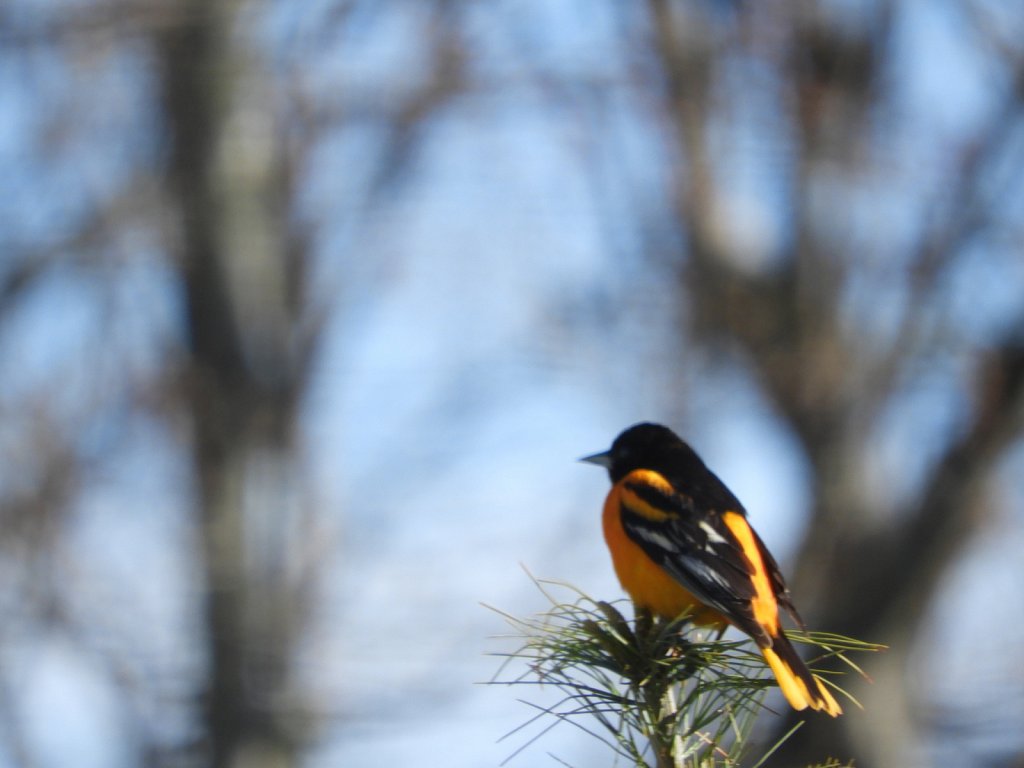 Baltimore Oriole