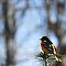 Baltimore Oriole