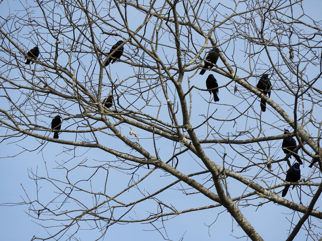 Migration of Blackbirds