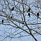 Migration of Blackbirds