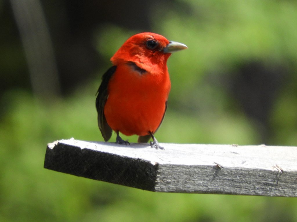 Scarlet Tanager