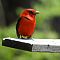 Scarlet Tanager