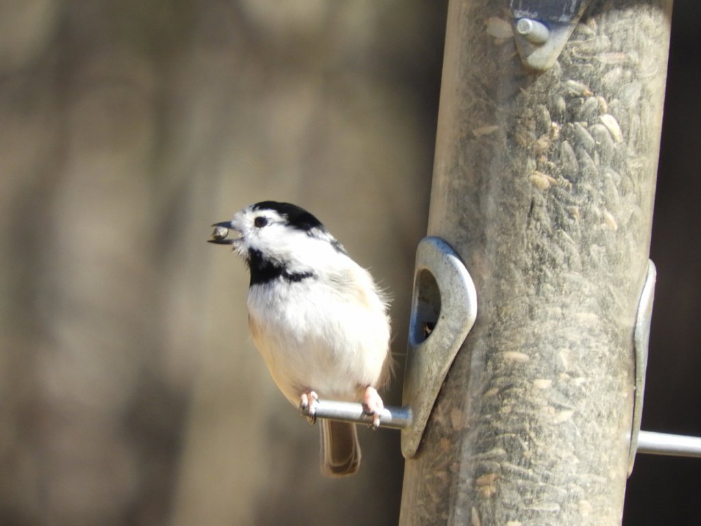 Unique Black Capped Chickadee