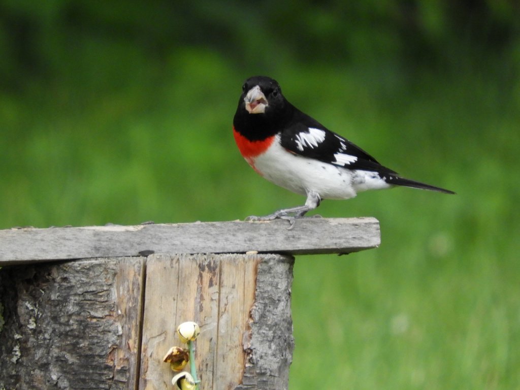 Male Rose Breasted Grosbeak