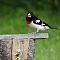 Male Rose Breasted Grosbeak