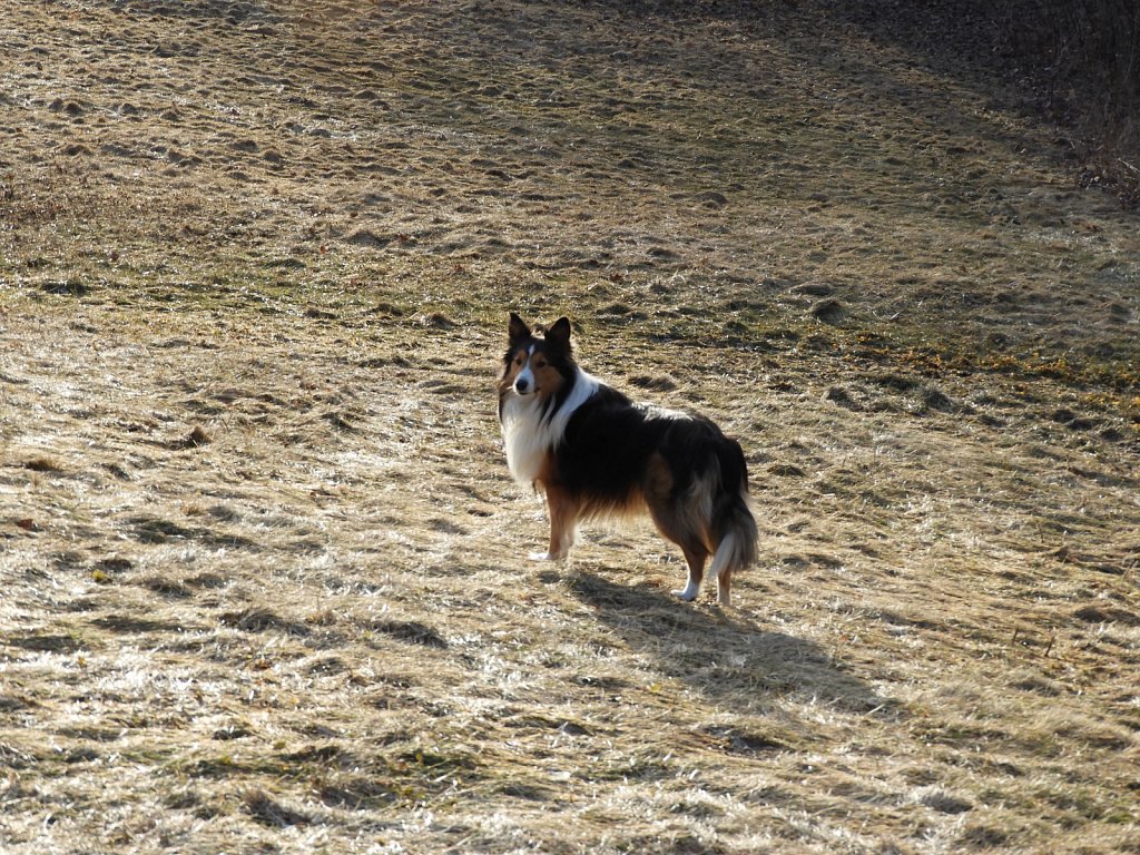 Charlie + Sunlight