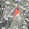 Winter Cardinal