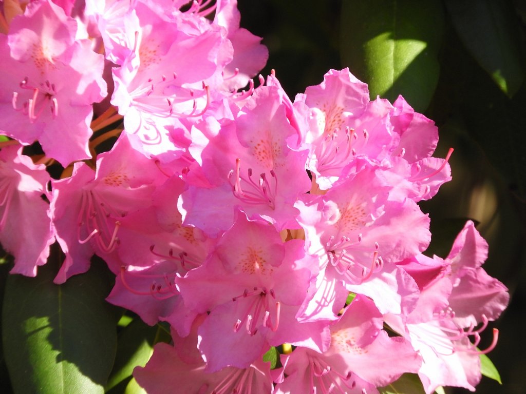 Pink Rhododendron 