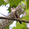 Female Ruby-Throated Humminbird