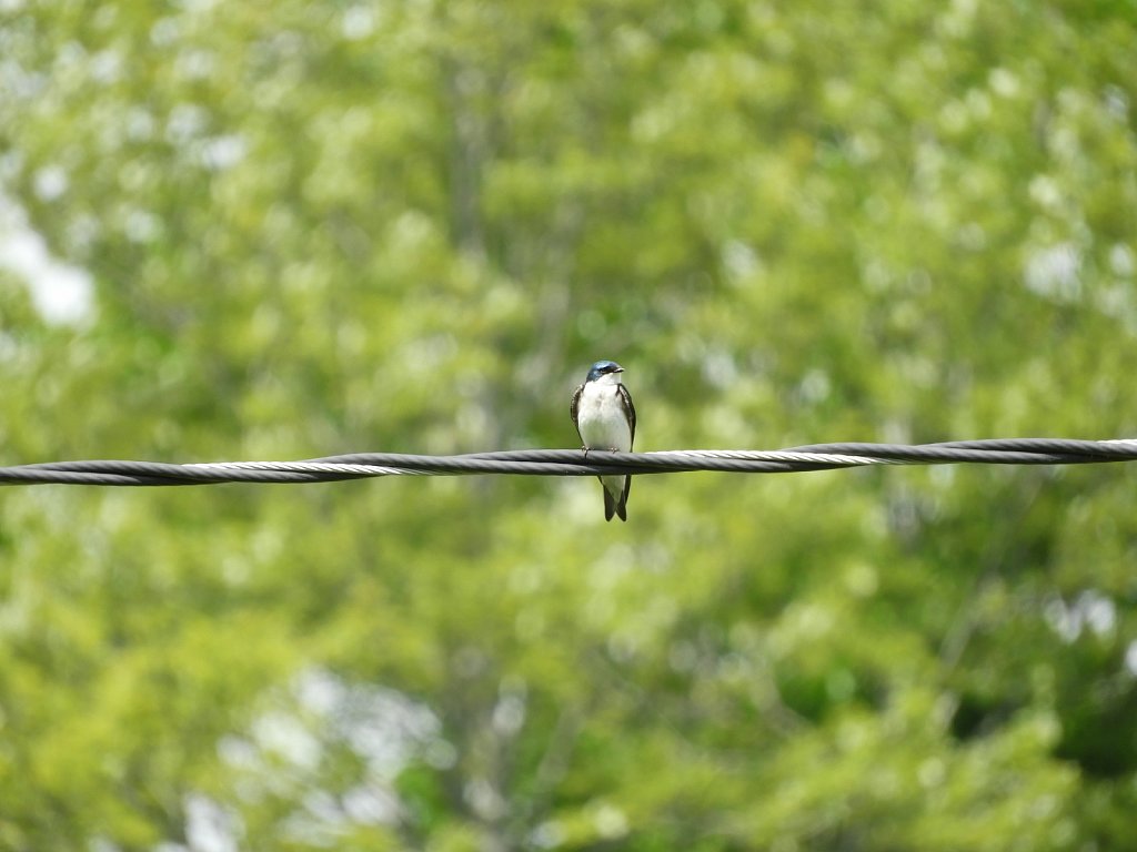 Tree Swallow on Powerline