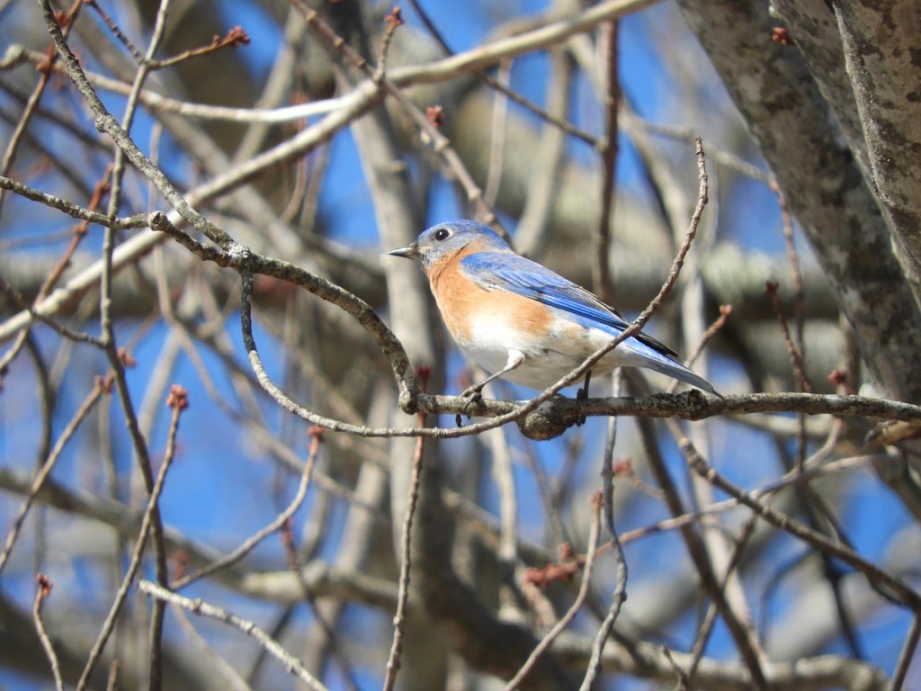 Eastern Bluebird