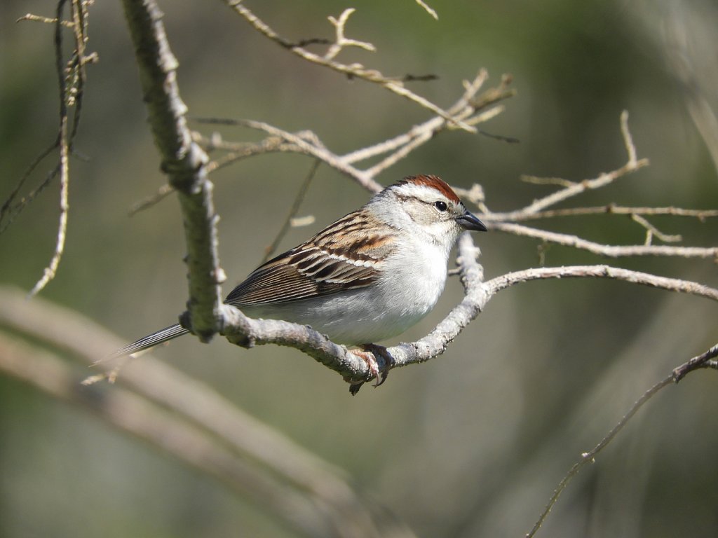 Chipping Sparrow