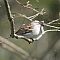 Chipping Sparrow