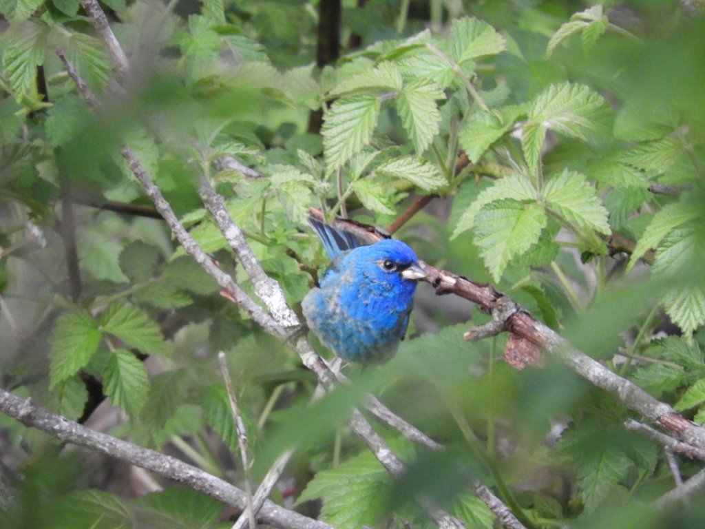 Indigo Bunting