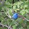 Indigo Bunting